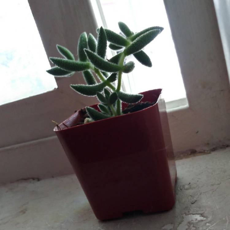 plant image 1121483
