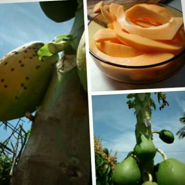 Papaya