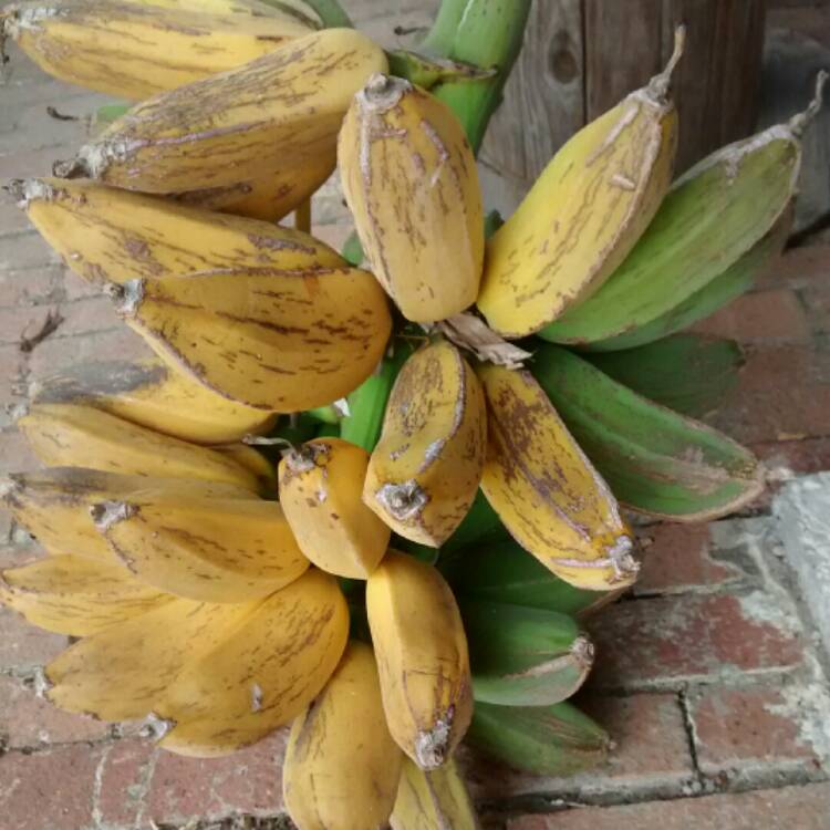 Plant image Musa acuminata