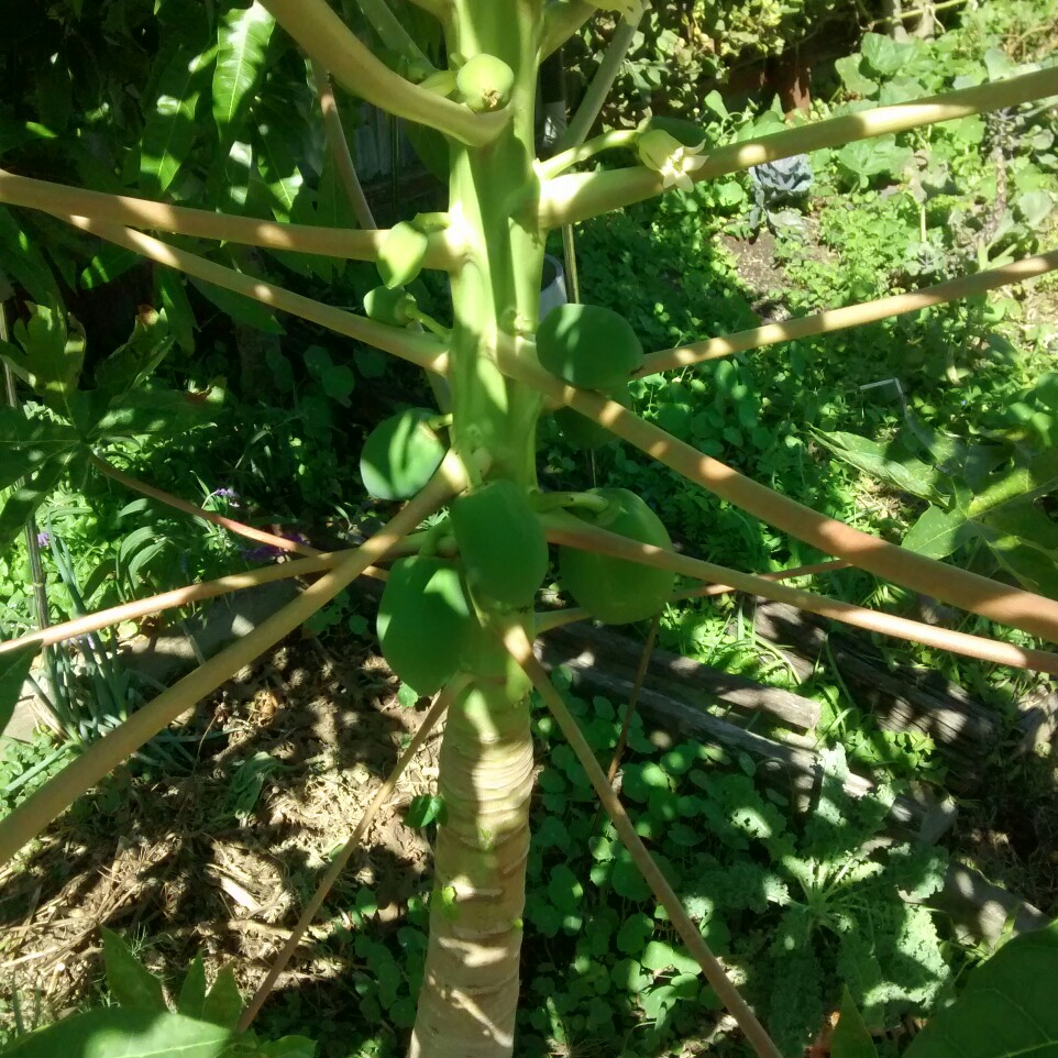Papaya
