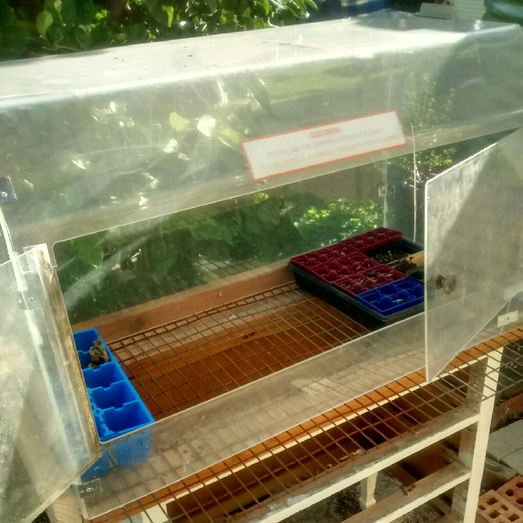 Corinne's garden