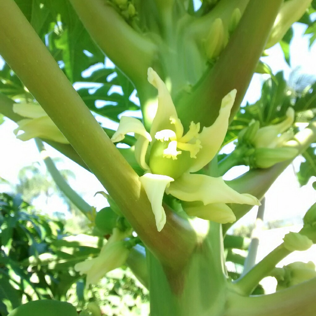 Papaya