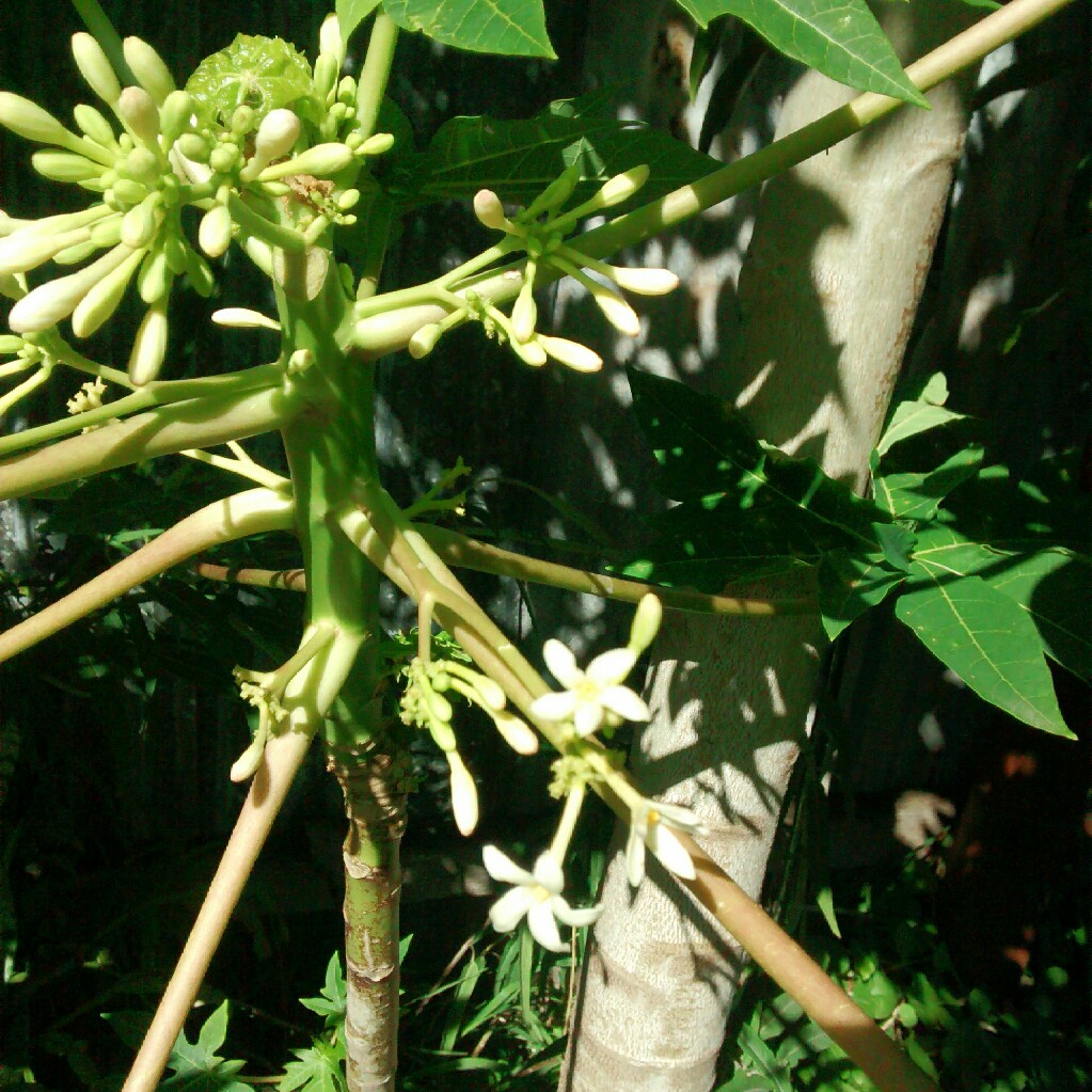 Papaya