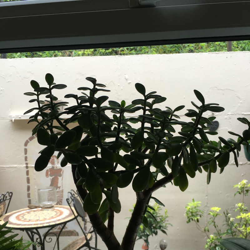 Jade Plant
