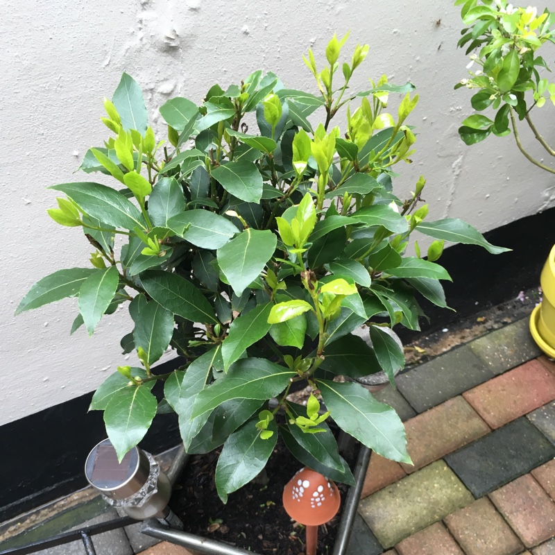 Jade Plant