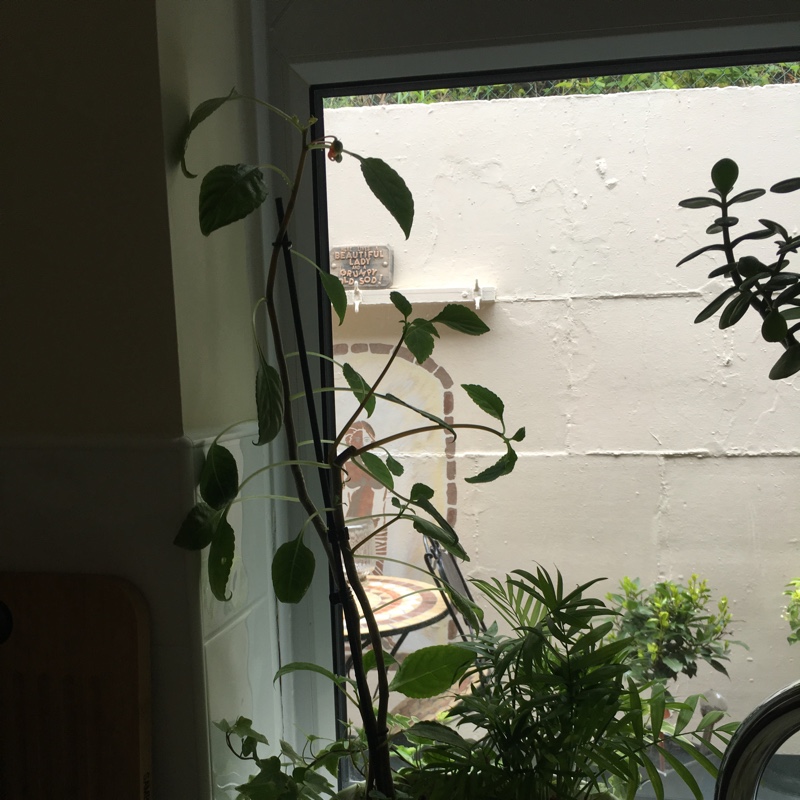 Parrot Plant
