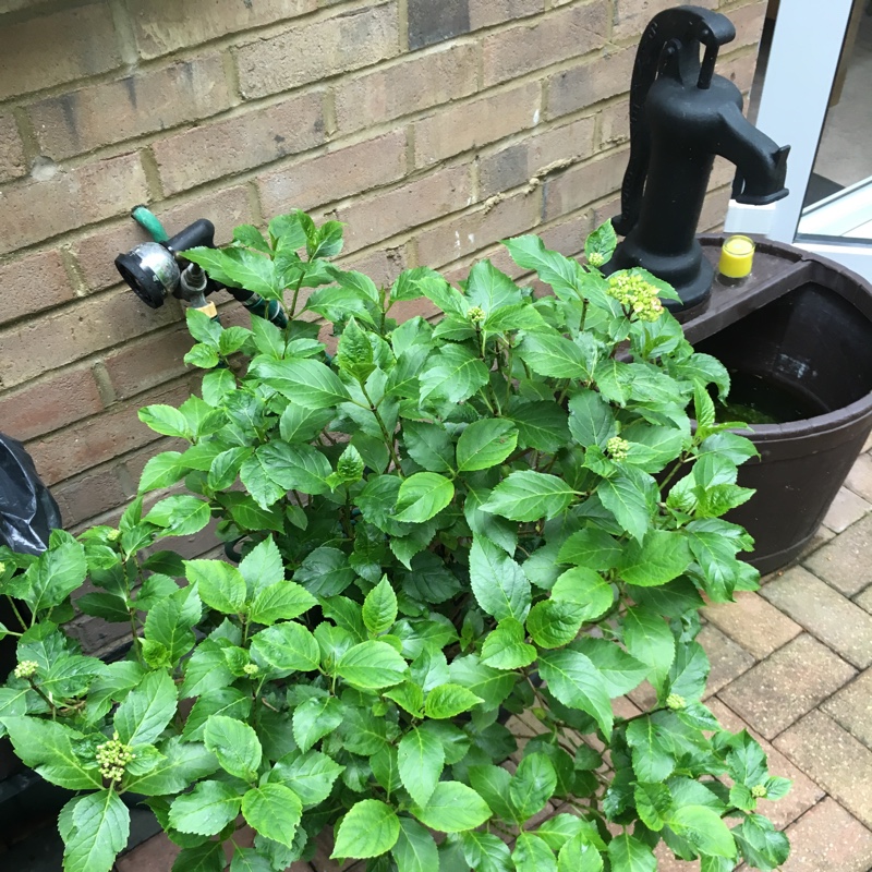 Parrot Plant
