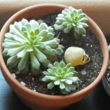 Sempervivum