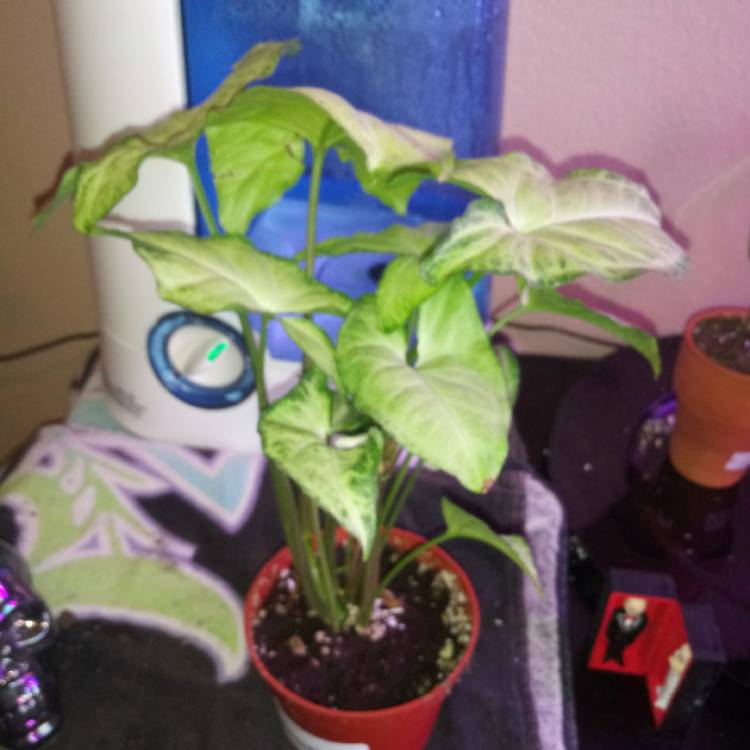 plant image 1209516