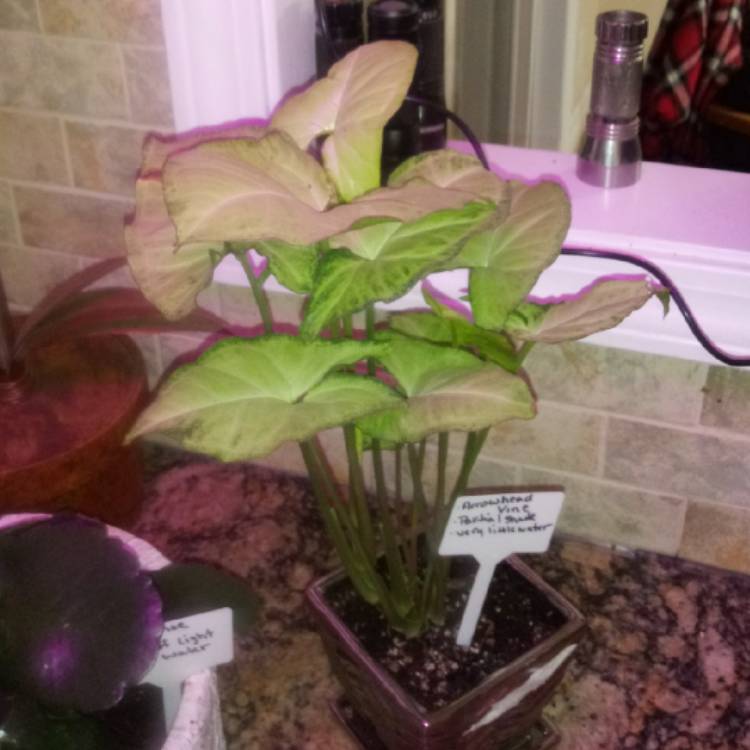 plant image 1223944