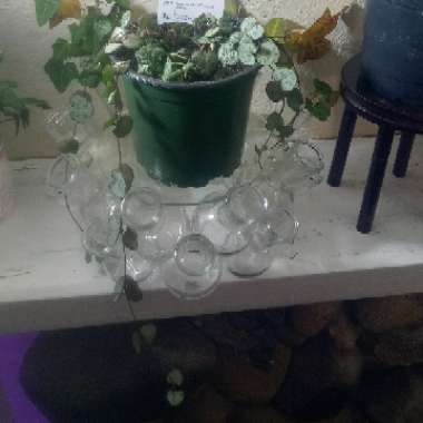 Ceropegia linearis subsp. Woodii