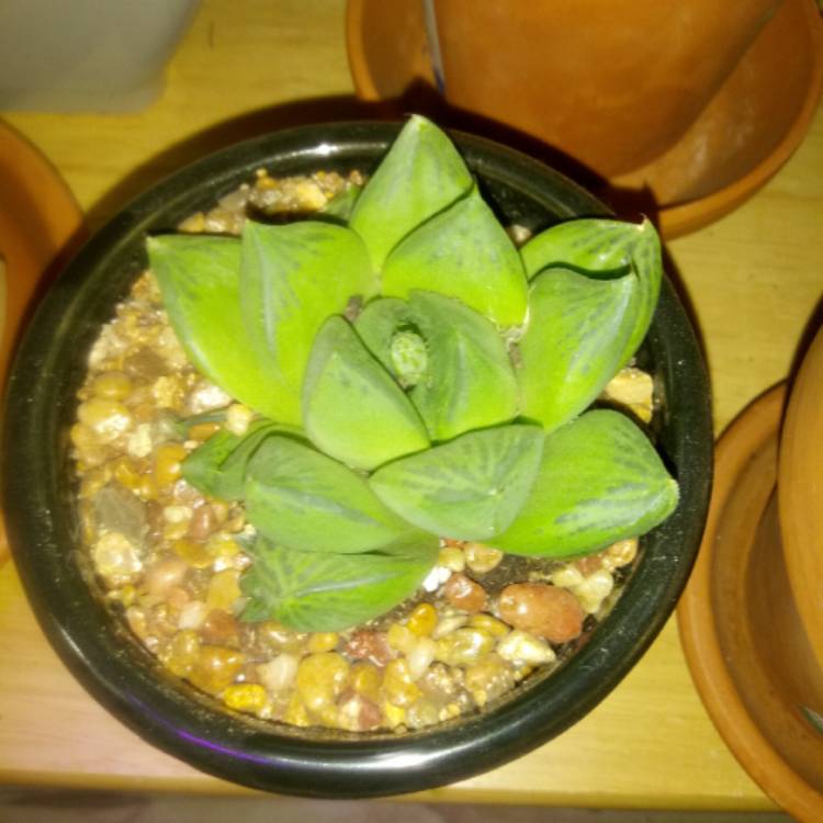 Plant image Haworthia obtusa var. pilifera
