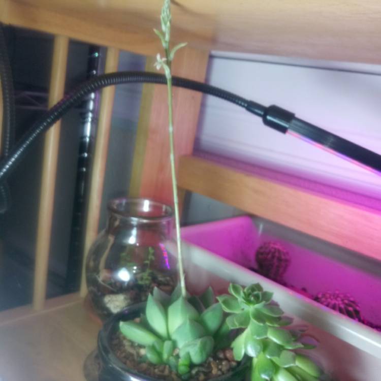 plant image 1252677