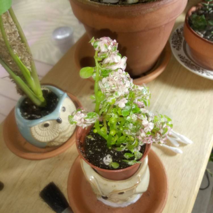 plant image 1272764