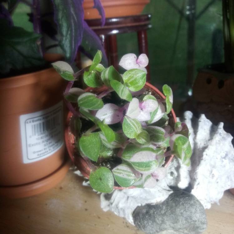 plant image 1274835 plant image 1274835