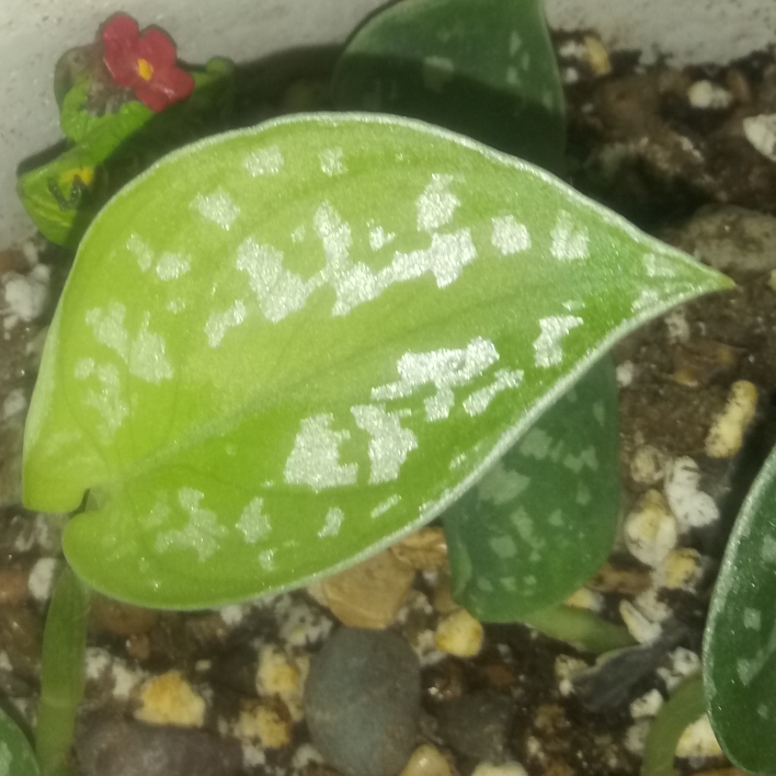 plant image 1276969 plant image 1276969