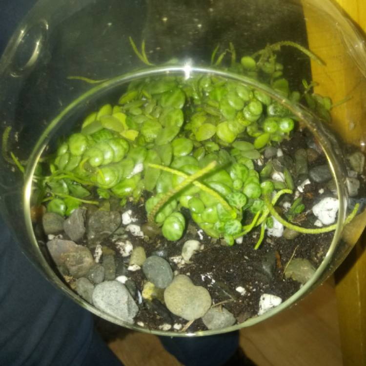 plant image 1276979