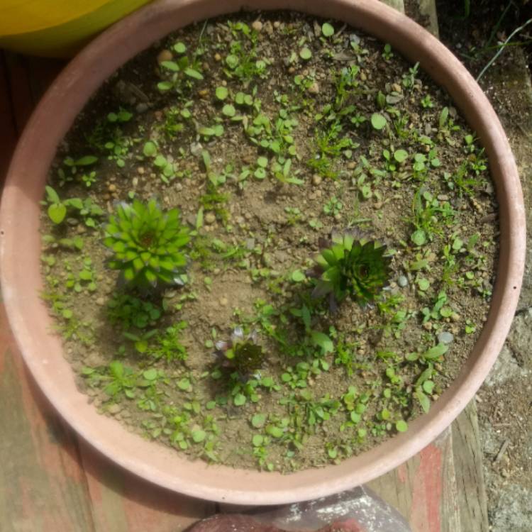 plant image 1281656 plant image 1281656
