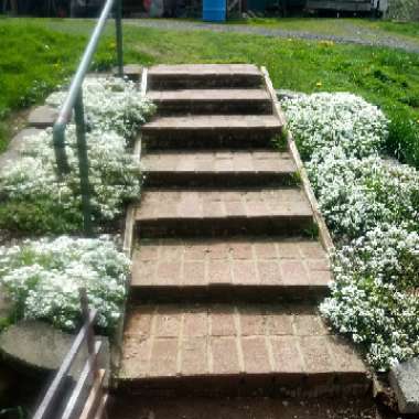 Crissy's garden