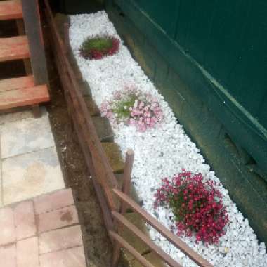 Crissy's garden