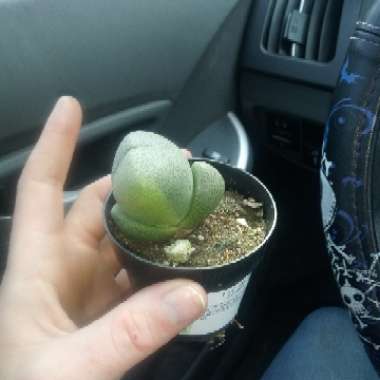 Split Rock Plant