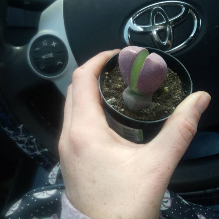Plant image Pleiospilos nelii 'Royal Flush'