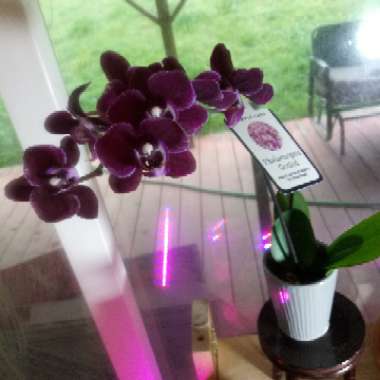 Moth Orchid