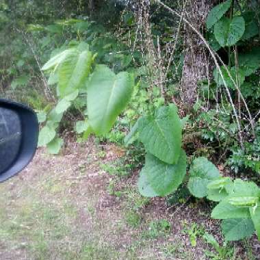 Crissy's garden