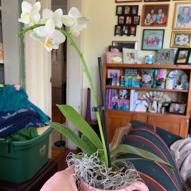 Plant image Vanda miniata syn. Ascocentrum miniatum
