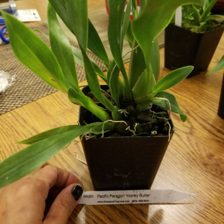 plant image 735650
