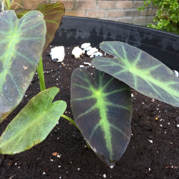 plant image 806613