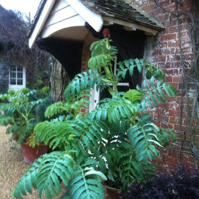 Plant image Melianthus major 'Purple Haze'