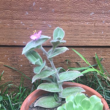 Tradescantia sillamontana