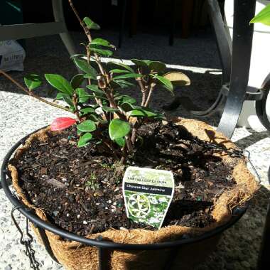 Trachelospermum jasminoides