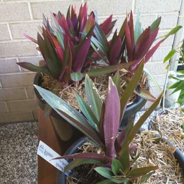 Tradescantia spathacea  syn. Rhoeo spathacea, Rhoeo discolor