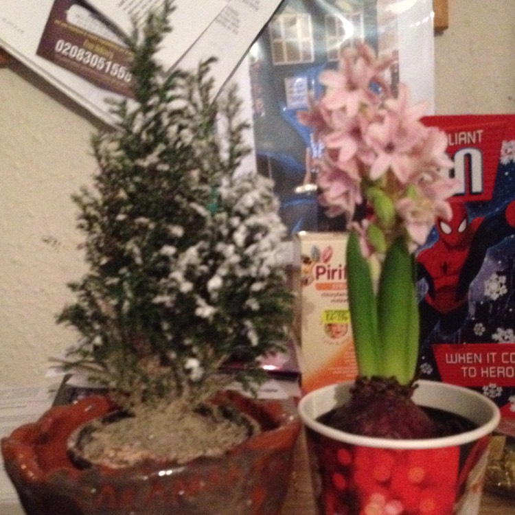 Plant image Pinus mugo 'Pumilio'