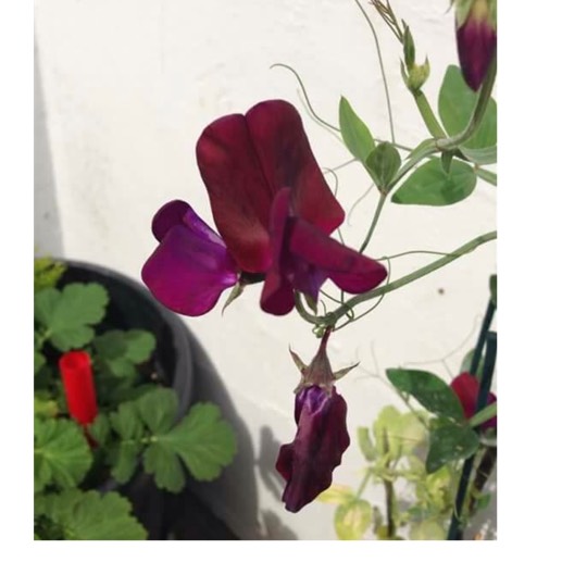 Plant image Lathyrus Odoratus 'Black Knight'