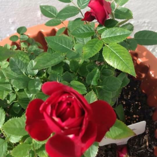 plant image 597144