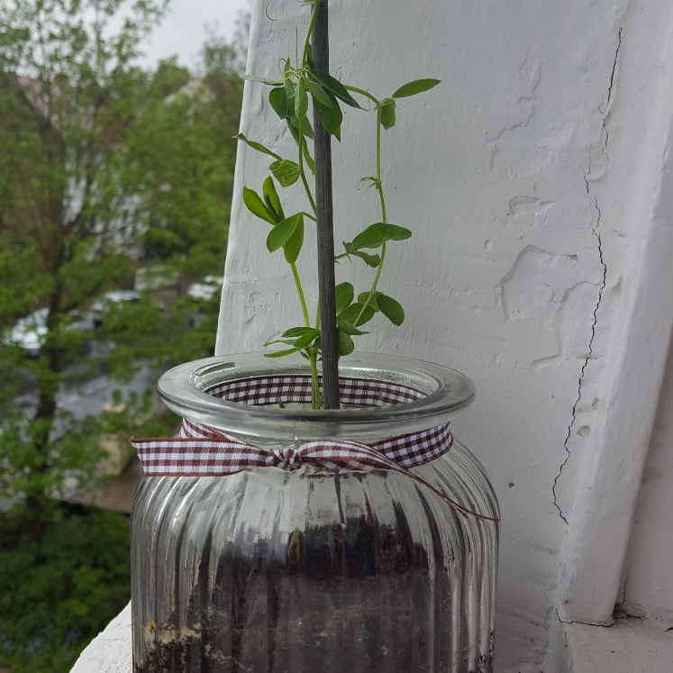 plant image 675476 plant image 675476