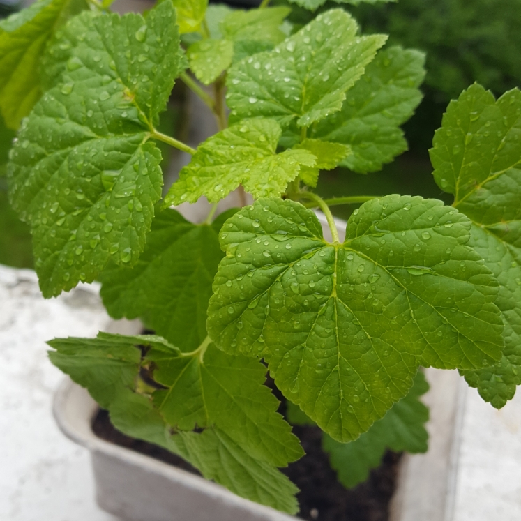 Plant image Lonicera korolkowii 'Floribunda'
