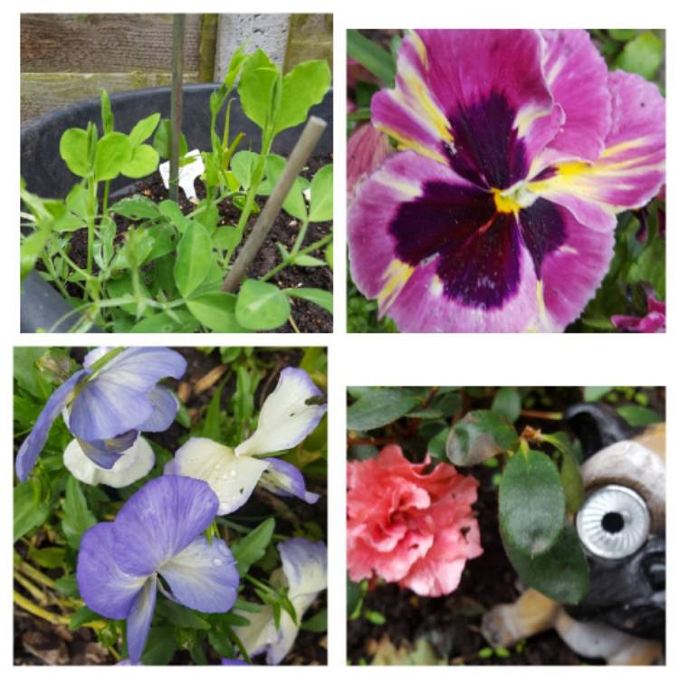 Plant image Viola x wittrockiana 'Historic Florist Pansies Mixed'