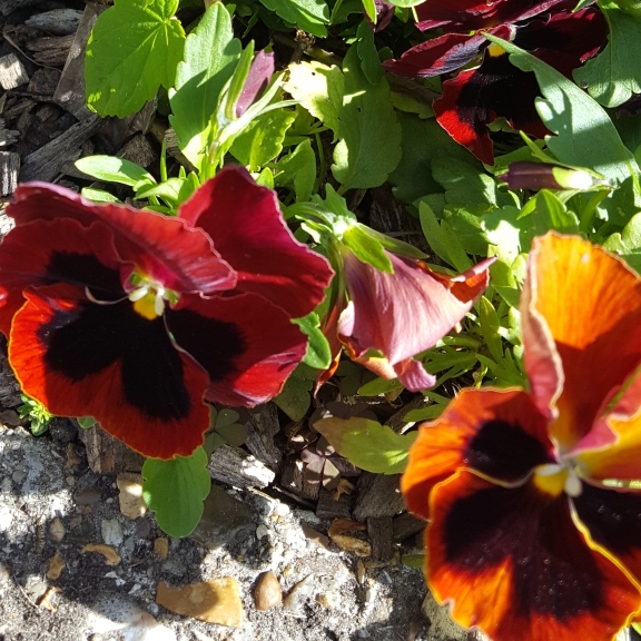 Plant image Viola x wittrockiana 'Historic Florist Pansies Mixed'