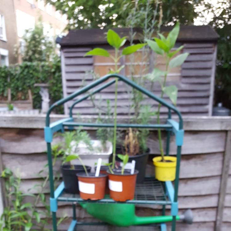 plant image 729039
