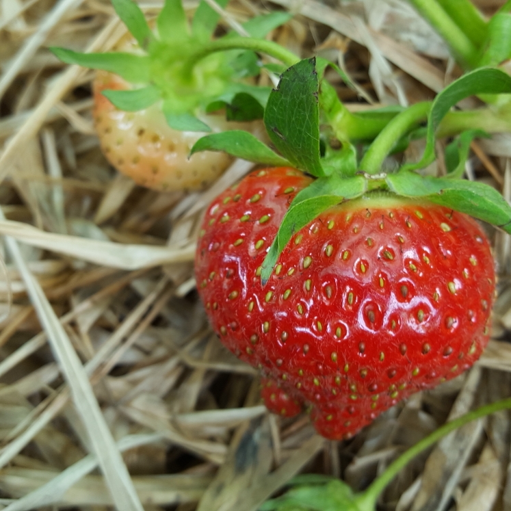 Plant image Fragaria x ananassa 'Hood'