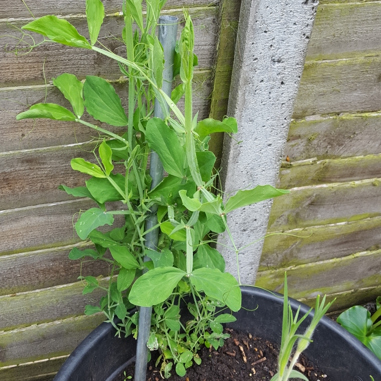 Plant image Lathyrus Odoratus 'Black Knight'