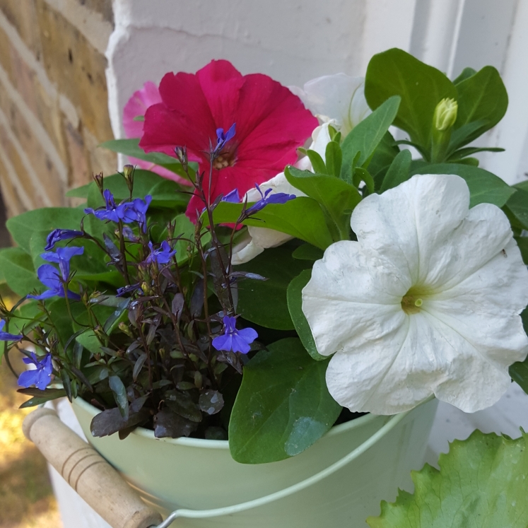 Plant image Petunia 'Sunsurfcoparu' (Surfinia Series) syn. Petunia 'Patio Hot Pink'