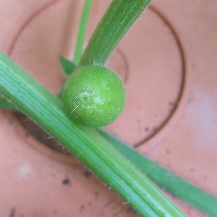 plant image 785331 plant image 785331