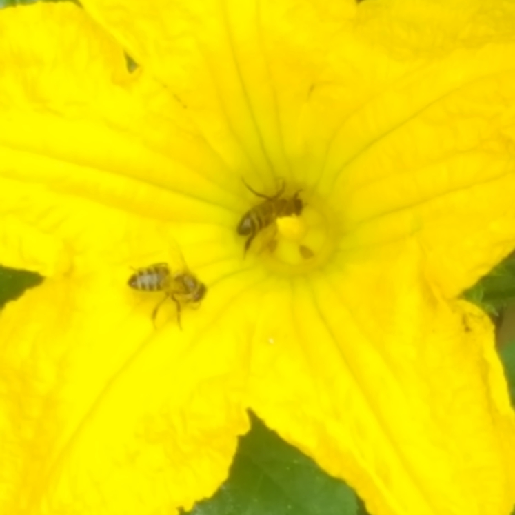 plant image 785336 plant image 785336