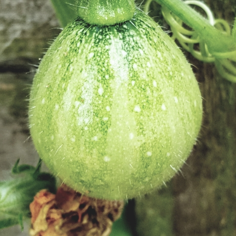 plant image 802103 plant image 802103