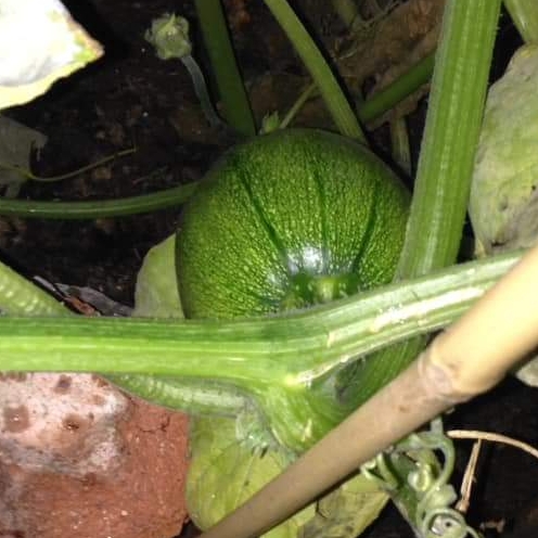 plant image 838323 plant image 838323